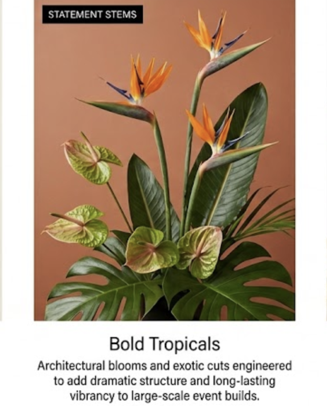 bird of paradise.